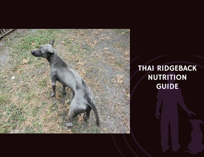 The Complete Guide to Thai Ridgeback Nutrition