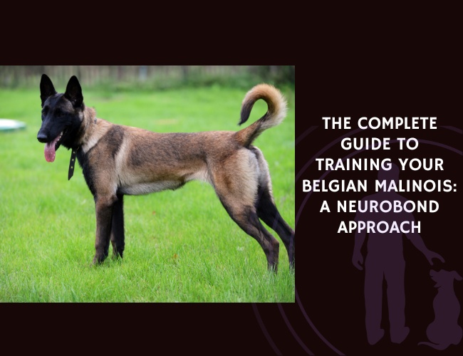 The Complete Guide to Training Your Belgian Malinois A NeuroBond Approach