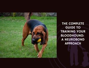 The Complete Guide to Training Your Bloodhound A NeuroBond Approach