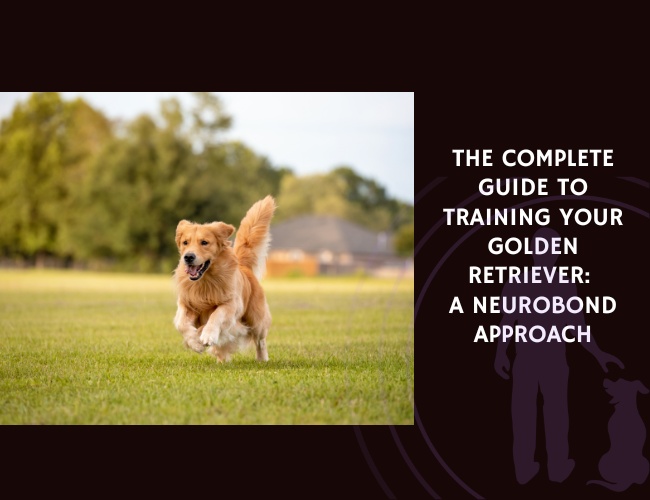 The Complete Guide to Training Your Golden Retriever A NeuroBond Approach