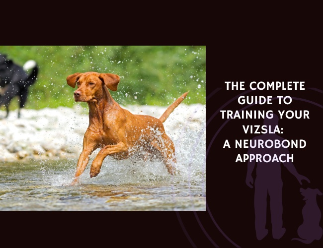 The Complete Guide to Training Your Vizsla A NeuroBond Approach