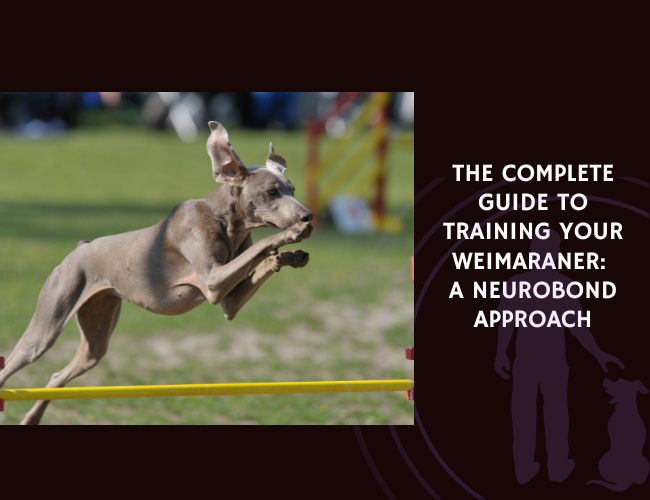The Complete Guide to Training Your Weimaraner A NeuroBond Approach