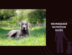 The Complete Guide to Weimaraner Nutrition