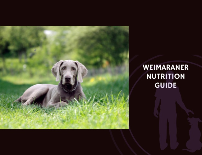 The Complete Guide to Weimaraner Nutrition
