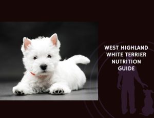 The Complete Guide to West Highland White Terrier Nutrition