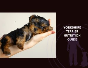 The Complete Guide to Yorkshire Terrier Nutrition
