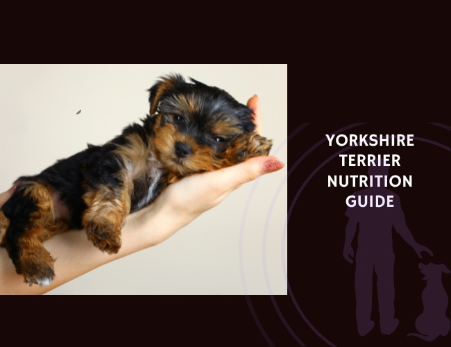 The Complete Guide to Yorkshire Terrier Nutrition