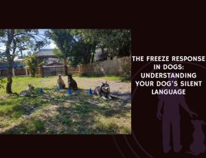 The Freeze Response in Dogs Understanding Your Dog's Silent Language
