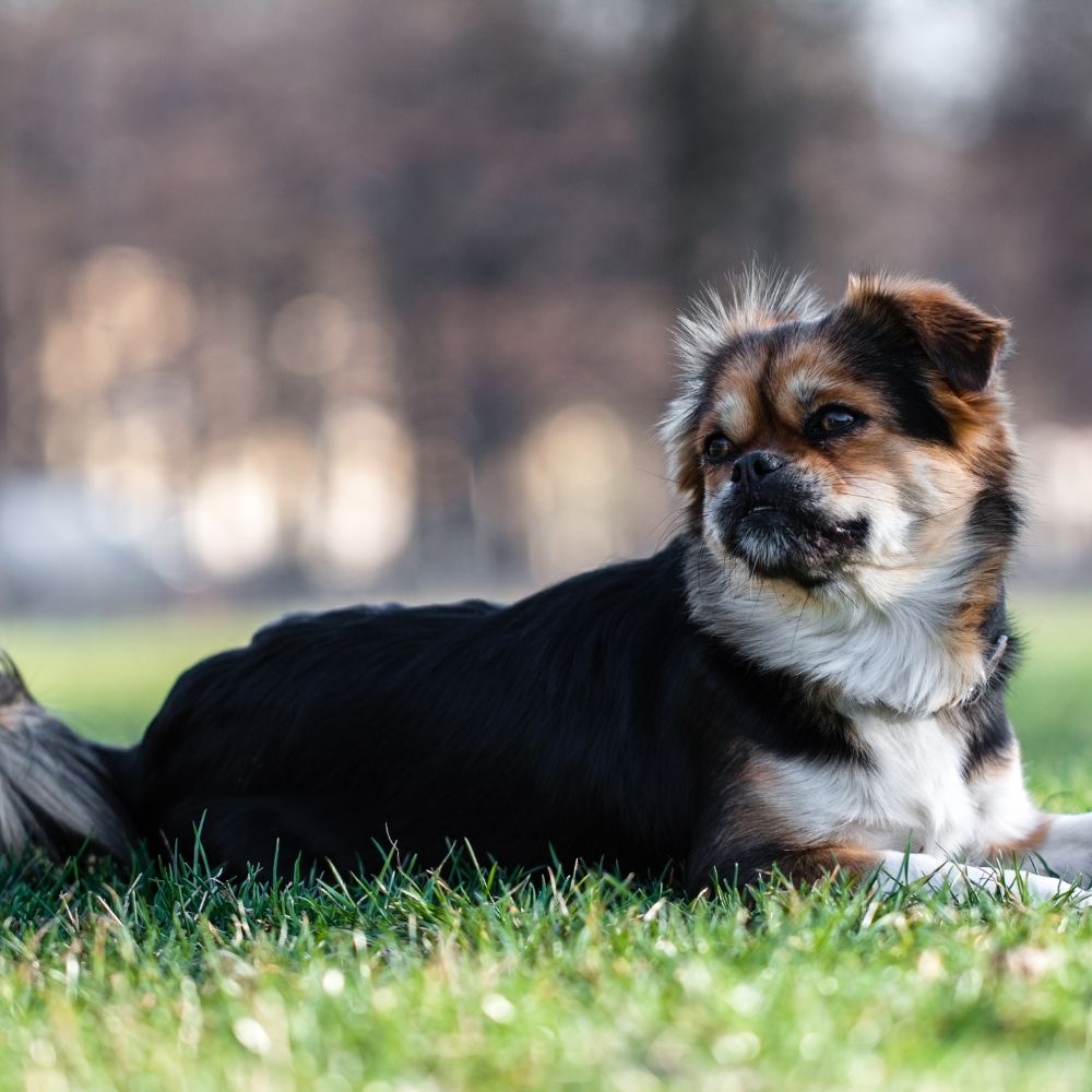 Tibetan Spaniel