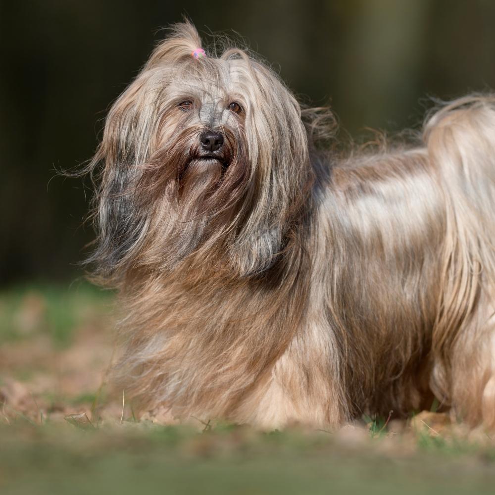 Tibetan Terrier