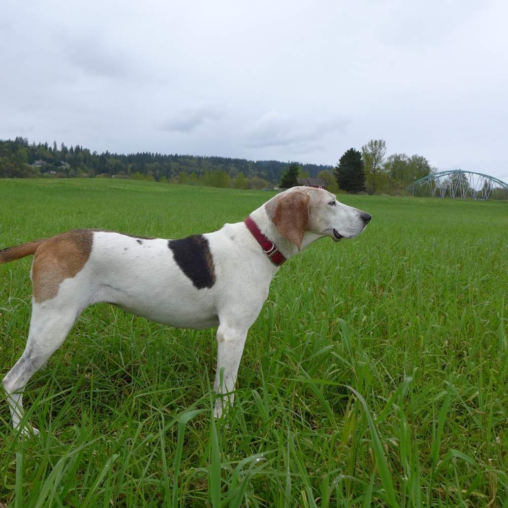 Treeing Walker Coonhound