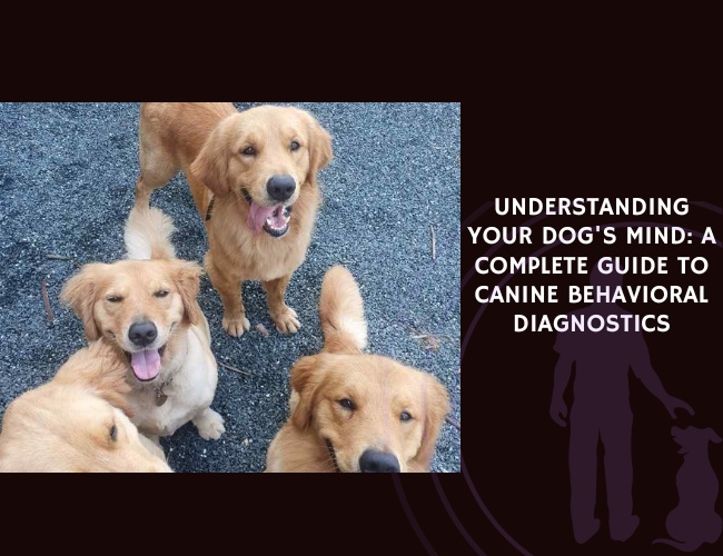 Understanding Your Dog's Mind A Complete Guide to Canine Behavioral Diagnostics
