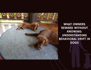 What Owners Reward Without Knowing Understanding Behavioral Drift in Dogs