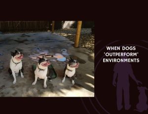 When Dogs 'Outperform' Environments