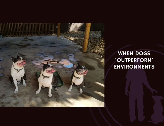 When Dogs 'Outperform' Environments