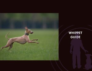 Whippet Guide