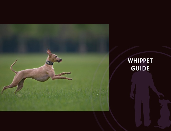 Whippet Guide