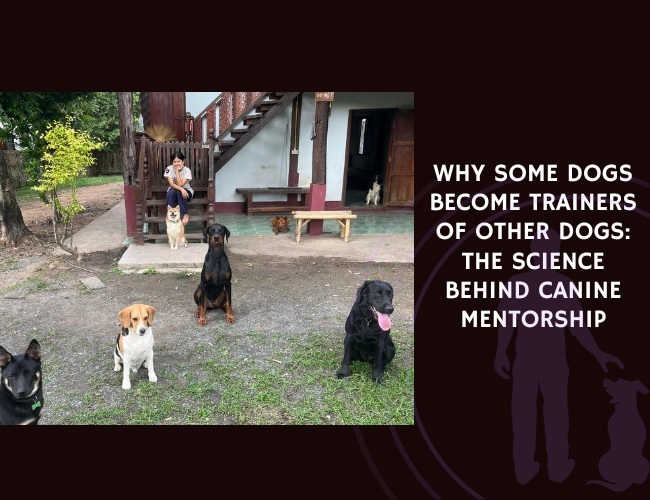 Why Some Dogs Become Trainers of Other Dogs The Science Behind Canine Mentorship