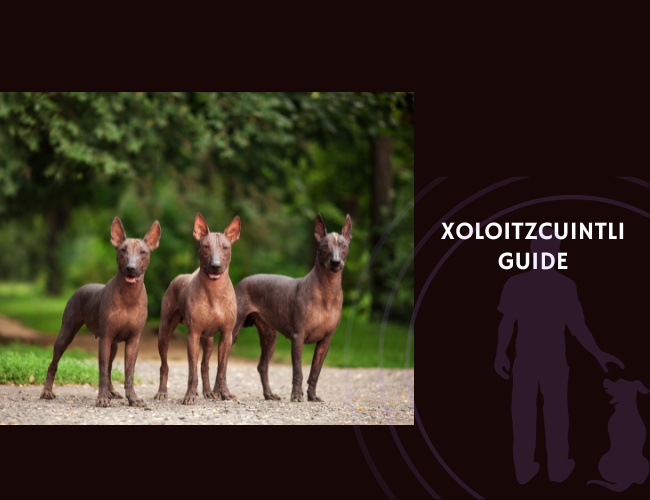 Xoloitzcuintli Guide