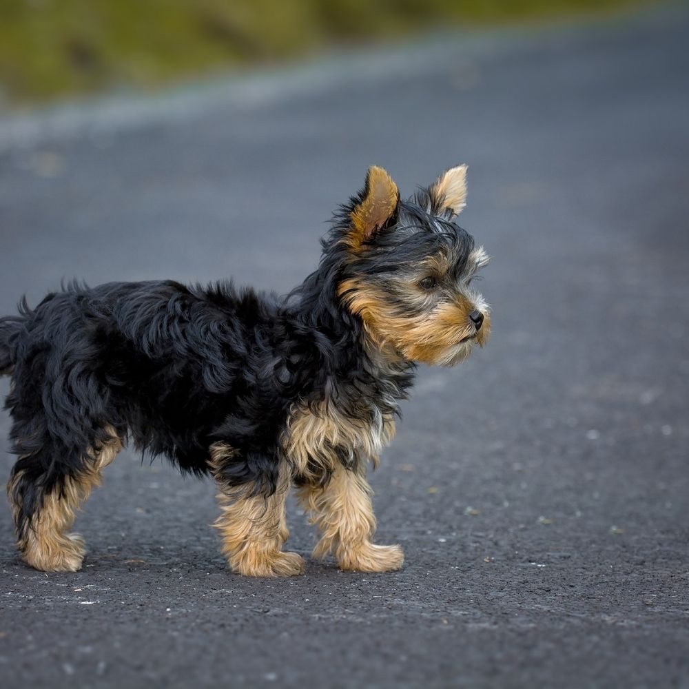 Yorkshire Terrier