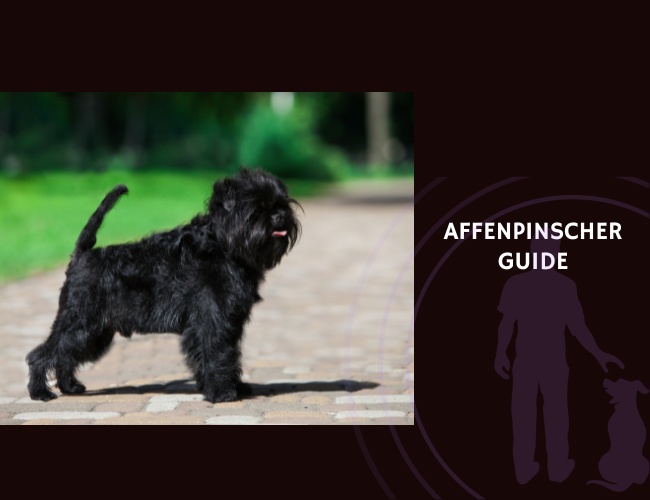 Affenpinscher Guide