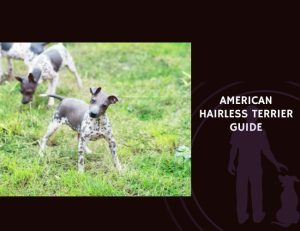 American Hairless Terrier Guide