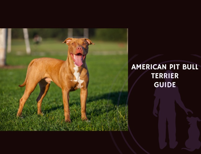 American Pit Bull Terrier Guide