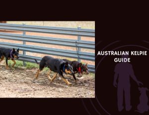Australian Kelpie Guide