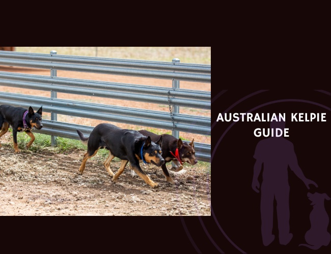 Australian Kelpie Guide