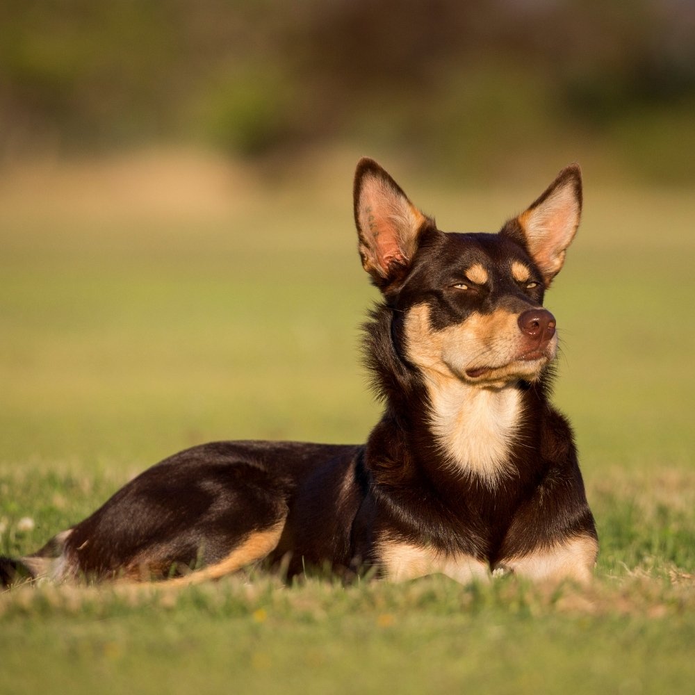 Australian Kelpie