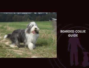 Bearded Collie Guide