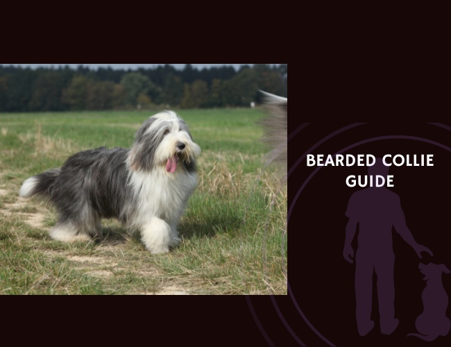Bearded Collie Guide