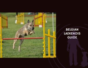 Belgian Laekenois Guide
