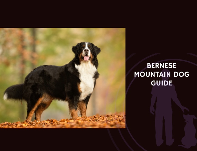 Bernese Mountain Dog Guide