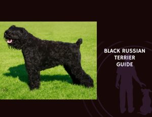 Black Russian Terrier Guide