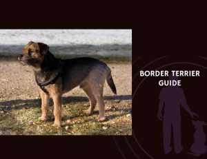 Border Terrier Guide
