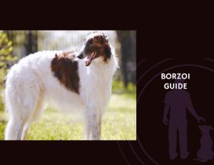 Borzoi Guide