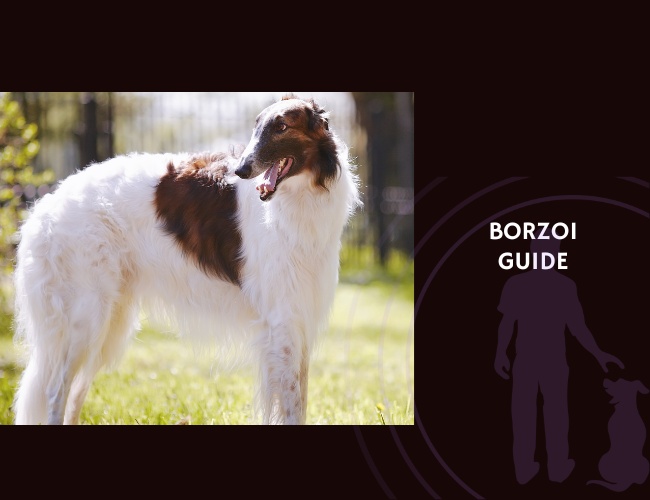 Borzoi Guide