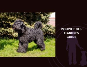 Bouvier des Flandres Guide