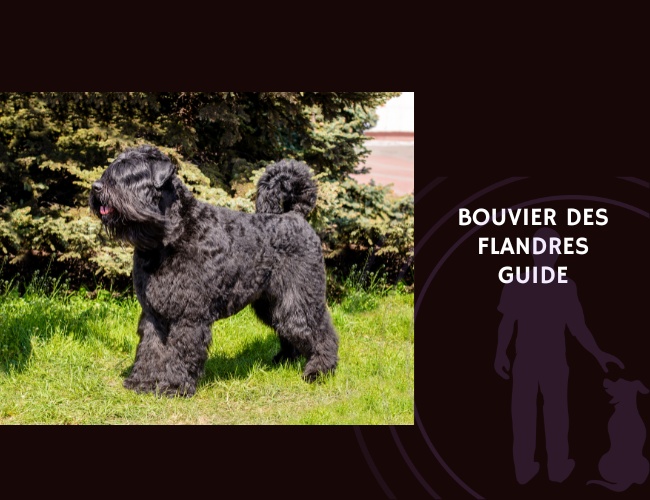 Bouvier des Flandres Guide