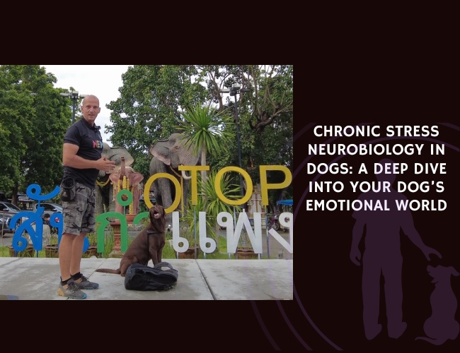 Chronic Stress Neurobiology in Dogs A Deep Dive into Your Dog’s Emotional World