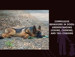 Compulsive Behaviors in Dogs Understanding Licking, Chewing, and Tail-Chasing