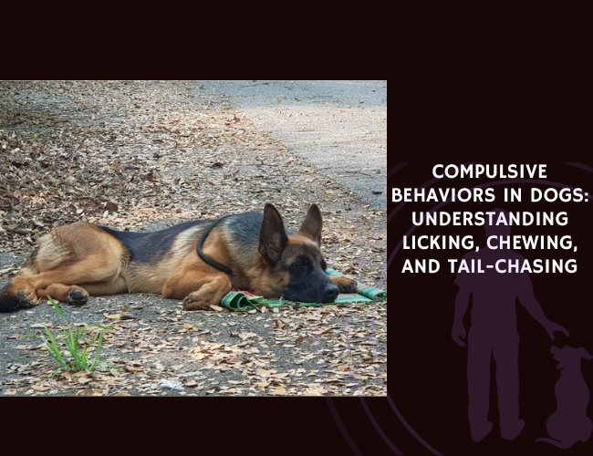Compulsive Behaviors in Dogs Understanding Licking, Chewing, and Tail-Chasing