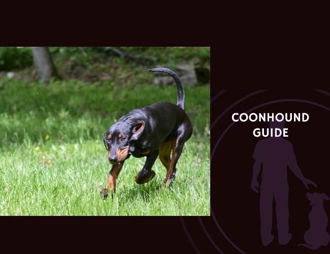 Coonhound Guide