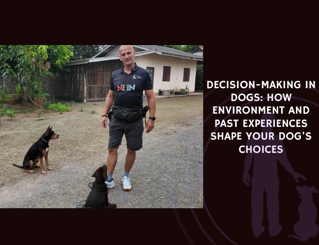 Decision-Making in Dogs How Environment and Past Experiences Shape Your Dog's Choices