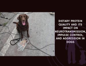 Dietary Protein Quality and Its Impact on Neurotransmission, Impulse Control, and Aggression in Dogs