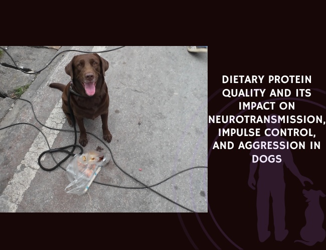 Dietary Protein Quality and Its Impact on Neurotransmission, Impulse Control, and Aggression in Dogs