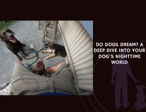 Do Dogs Dream A Deep Dive into Your Dog's Nighttime World