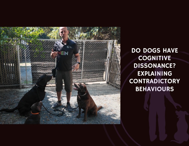 Do Dogs Have Cognitive Dissonance Explaining Contradictory Behaviours