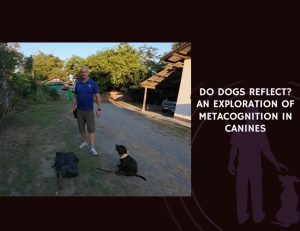 Do Dogs Reflect An Exploration of Metacognition in Canines
